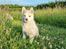Siberian husky Mesmocan Red Sixteen (Luna) 