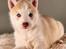 Siberian husky Mesmocan Red Sixteen (Luna) 