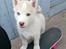 Siberian husky Mesmocan Red Sixteen (Luna) 