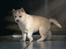 Siberian husky Mesmocan Red Sixteen (Luna) 