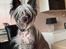 Chinese crested hårløs Sully