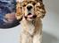 Amerikansk cocker spaniel Viggo Pedersen 