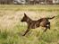 Hollandsk hyrdehund Jessie - 3 mdr