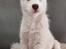 Siberian husky Mesmocan Red Sixteen (Luna) 