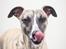 Whippet Tanalorn Phelan of the New Panther