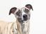Whippet Tanalorn Phelan of the New Panther