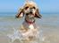 Amerikansk cocker spaniel Viggo Pedersen 