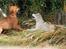 Siberian husky Mesmocan Red Sixteen (Luna) 
