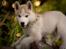 Siberian husky Mesmocan Red Sixteen (Luna) 