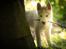 Siberian husky Mesmocan Red Sixteen (Luna) 