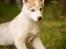 Siberian husky Mesmocan Red Sixteen (Luna) 