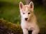 Siberian husky Mesmocan Red Sixteen (Luna) 