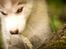 Siberian husky Mesmocan Red Sixteen (Luna) 
