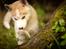 Siberian husky Mesmocan Red Sixteen (Luna) 