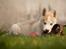 Siberian husky Mesmocan Red Sixteen (Luna) 