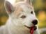 Siberian husky Mesmocan Red Sixteen (Luna) 