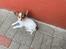 Chihuahua Cody - Tager lige en slapper💚