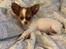 Chihuahua Cody - 💚