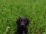 Labrador retriever Svendsen 