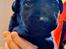 Labrador retriever Svendsen 