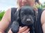 Labrador retriever Svendsen 