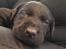 Labrador retriever Svendsen 
