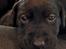 Labrador retriever Svendsen 