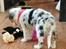 Australian shepherd Saga