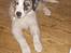 Australian shepherd Saga