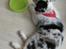 Australian shepherd Saga