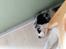 Australian shepherd Saga