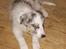 Australian shepherd Saga