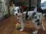 Australian shepherd Saga