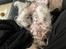 Chinese crested hårløs Sully