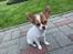 Chihuahua Cody - Se lige hvor sød jeg er💚