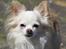 Chihuahua Kaiser