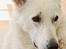 Blanding af racer Frigga - Mor Snowey (Hvid schweizisk hyrdehund/Siberian Husky)