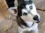 Blanding af racer Frigga - Far: Zazu (Siberian Husky/Malamut)