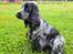 Cocker spaniel Cookie - Cookie 22 mdr og til færdighedsprøve 