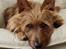 Australsk terrier Eddie 