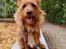 Australsk terrier Eddie 