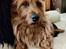 Australsk terrier Eddie 