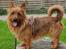 Australsk terrier Eddie 