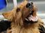Australsk terrier Eddie 