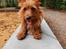 Australsk terrier Eddie 