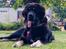 Tibetansk mastiff Diva