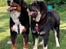 Tibetansk mastiff Diva