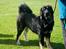 Tibetansk mastiff Diva