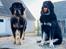Tibetansk mastiff Diva