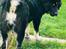 Tibetansk mastiff Diva